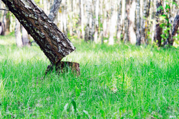 Stump stem tree concept. cutting stem of big tree to destroy forest. It is one of two main structural axes of vascular plant. After a tree has been cut and felled tree stump or trunk to root.