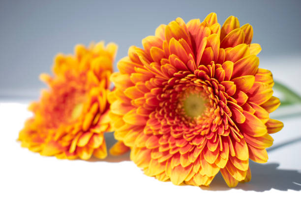 istock Colorful Gerbera Daisy Flowers 1181448613