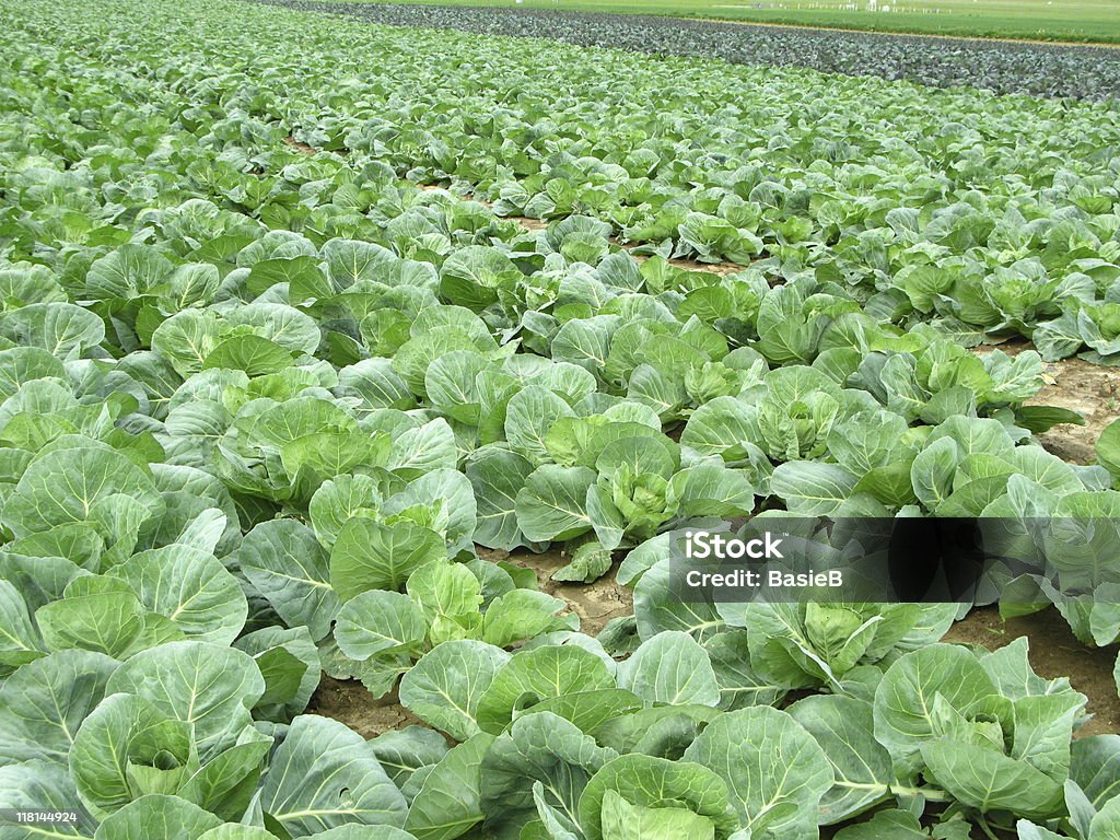 Weißkohl field - Lizenzfrei Agrarland Stock-Foto