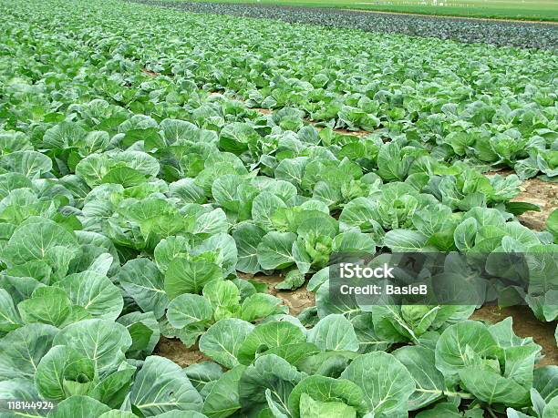 Weißkohl Field Stockfoto und mehr Bilder von Agrarland - Agrarland, Bildhintergrund, Blatt - Pflanzenbestandteile