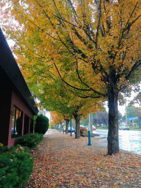 istock Urban tree-lined street in autumn. 1181449934