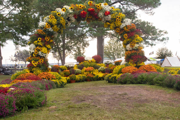 Chrysanthemum Archway stock photo