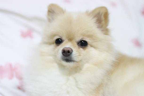 istock The pommeranain puppy 1181451089