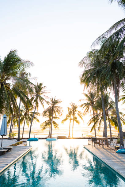 istock Palm tree reflections shimmer in infinity pool sunset kisses the sky 1181451159