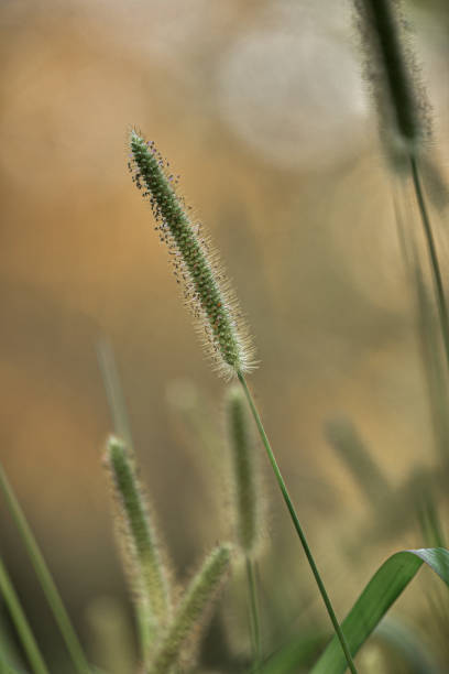 istock yellowed green ears with sunlight 1181451396