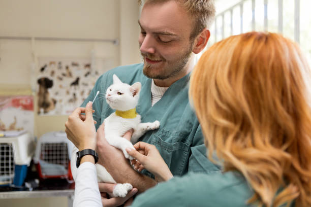 istock Veterinarian taking care of cat 1181452029