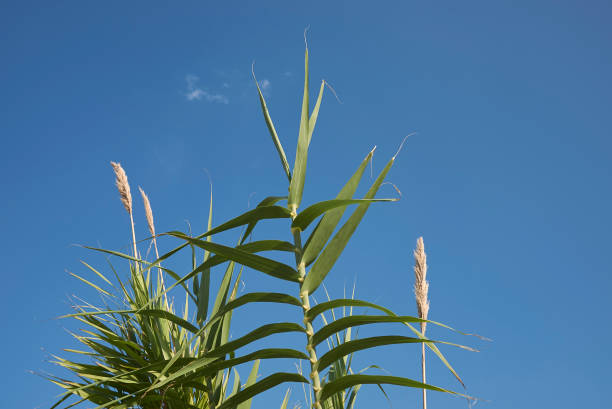 Arundo donax Arundo donax close up carrizo plain stock pictures, royalty-free photos & images