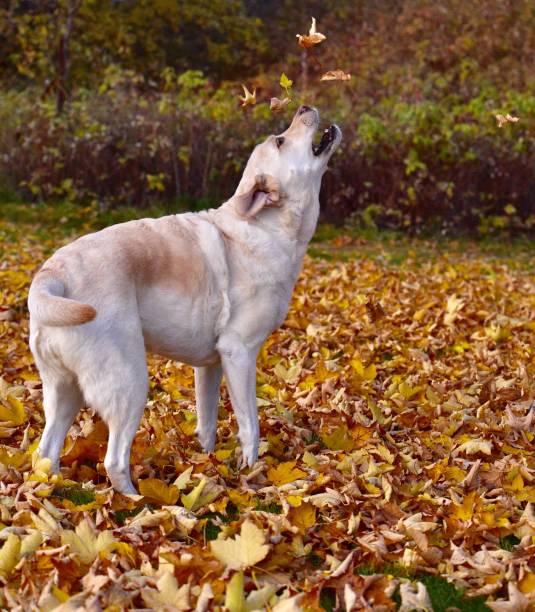 istock Labrador Retriever and Autumn Leaves 1181454095