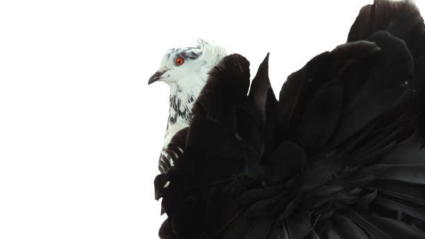 istock Black tailed fantail fancy pigeon 1181454292