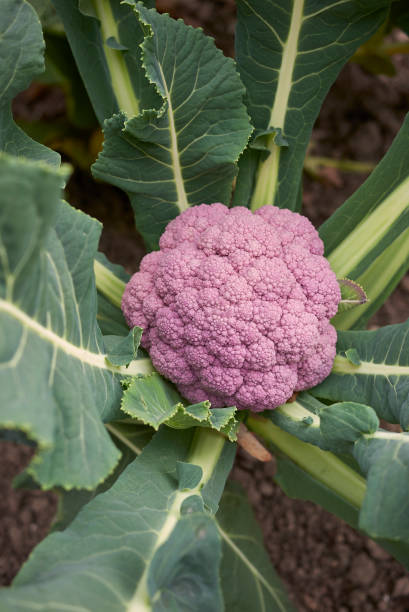 istock cauliflower plant 1181454414