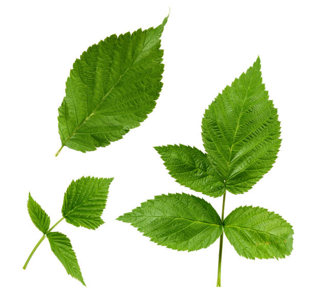 istock set of green leaves and raspberry branches isolated on a white background 1181454418