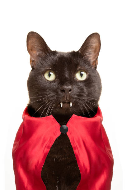 vampiro gatto - cape merry foto e immagini stock