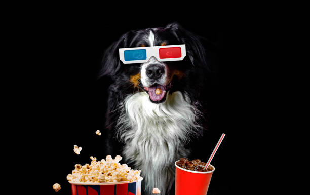 Funny bernese mountain dog movie lover with 3d glasses, popcorn and soda stock photo