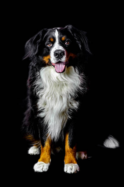 istock Bernese mountain dog sitting on the black background 1181454602