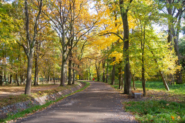istock Autumn Landscape, background. Forest in Autumn. 1181455173