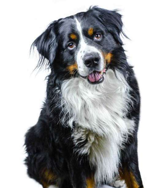 istock Bernese mountain dog isolated on white background. Studio photo 1181455506