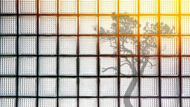 Abstract square pattern with flare
 light and shadow of tree on surface of glass blocks wall background in home interior architecture design concept, view from inside room