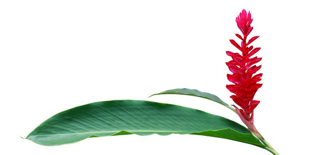 Red Ginger Alpinia Purpurata Flower With Green Leaves Isolated On White  Background Stock Photo - Download Image Now - iStock