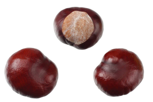 istock chestnuts isolated on white background. top view 1181456024