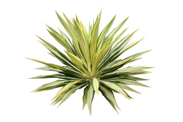 istock Variegated Agave Plant Isolated on White Background 1181456068