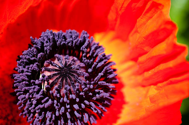 papoula oriental detalhe - oriental poppy poppy close up purple imagens e fotografias de stock