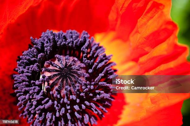 Foto de Papoula Oriental Detalhe e mais fotos de stock de Alto contraste - Alto contraste, Cabeça da flor, Colorido