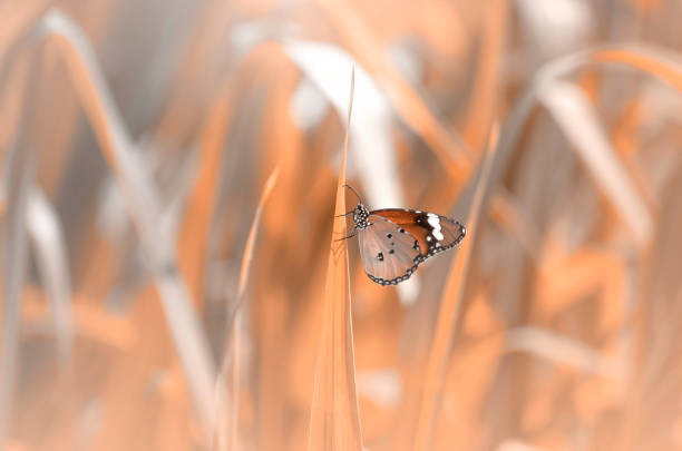 Beautiful spring butterfly on a flower background. Vintage toning.