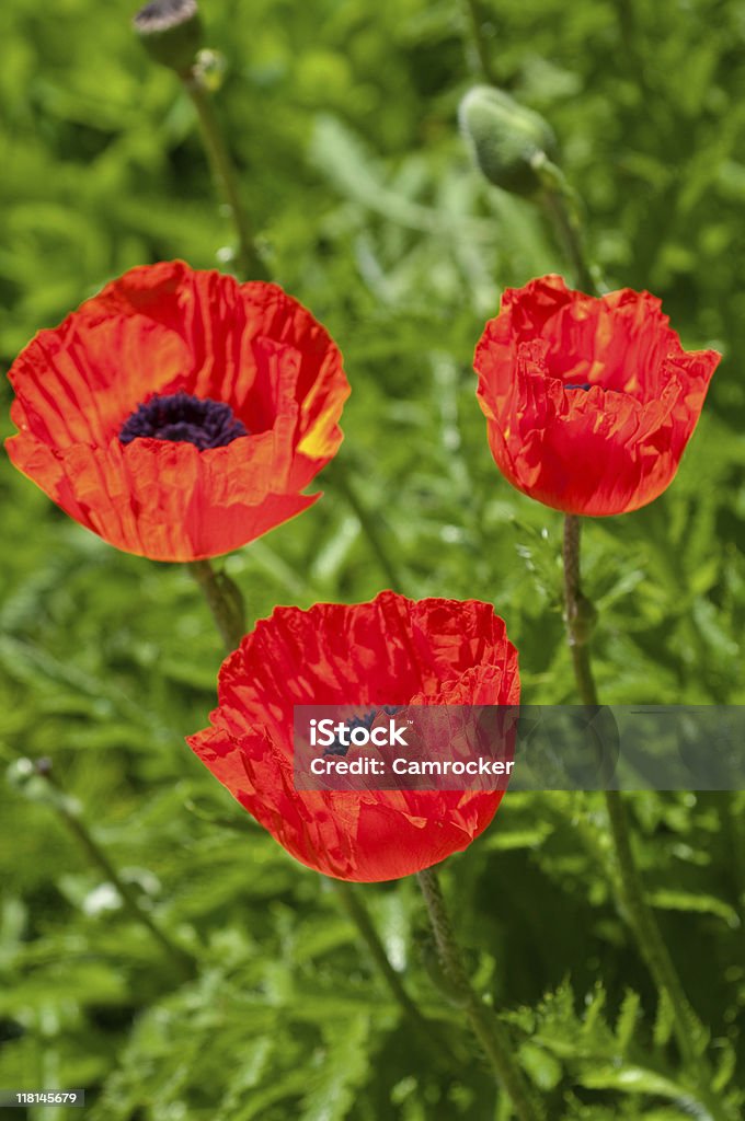 Poppies Oriental - Foto de stock de Amapola - Planta libre de derechos