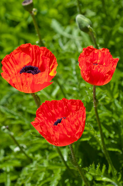 oriental poppies - oriental poppy poppy high contrast three colors - fotografias e filmes do acervo