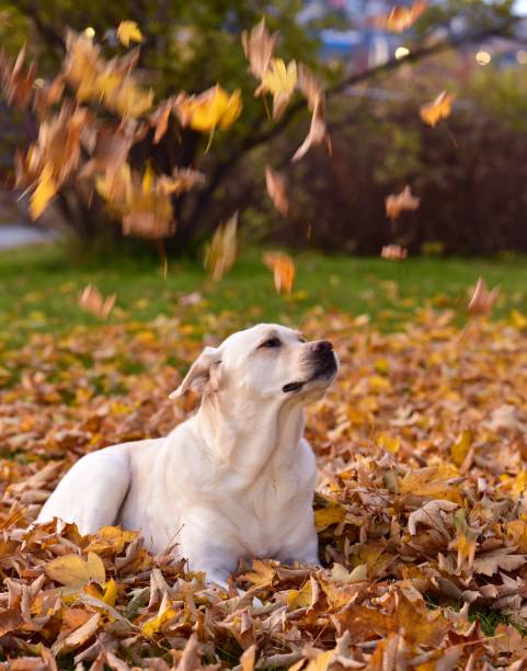 istock Labrador Retriever and Autumn Leaves 1181456878