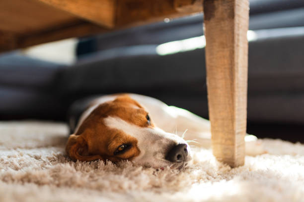 istock Beagle dog tired lying down under a table on the carpet floor. Adorable canine background 1181457021
