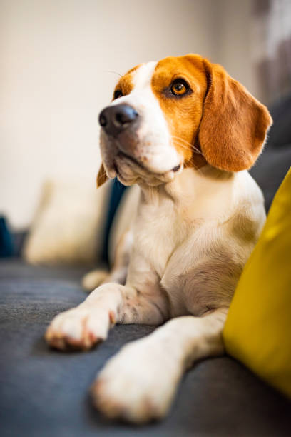 istock Beagle dog tired lzing down on a cozy couch. Adorable canine background 1181457249