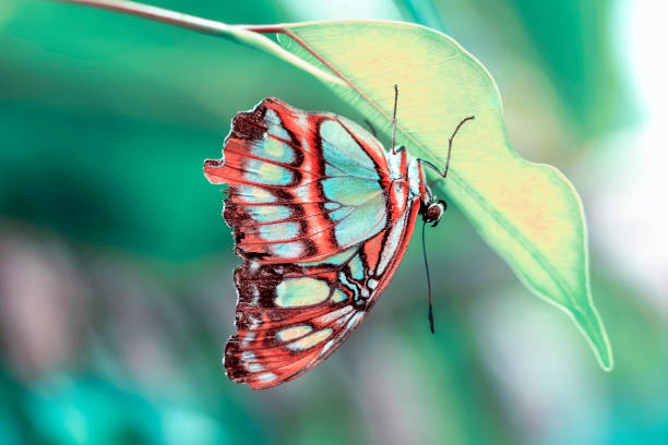 istock Beautiful butterfly sitting on flower 1181458333