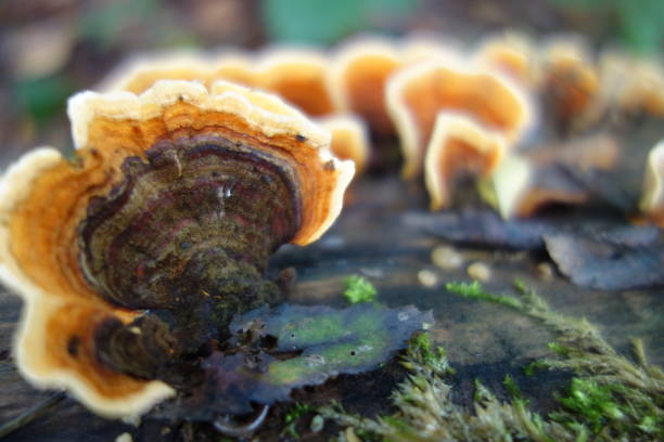 istock Bracket Fungus On A Tree Branch 1181458403