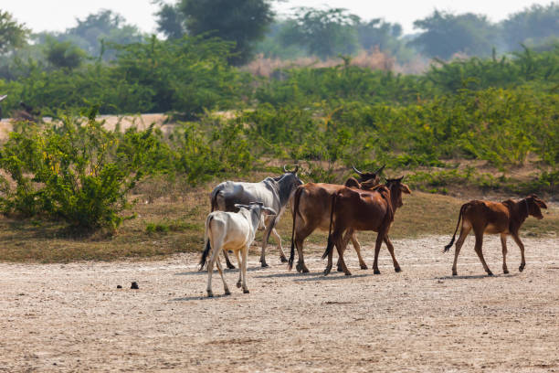 istock Sacred Cows in India 1181458686