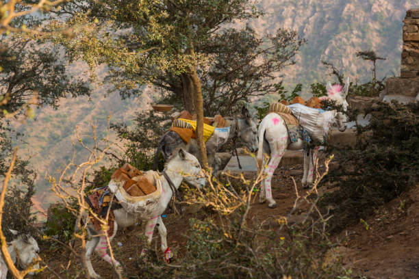 istock Painted donkeys in India 1181458711