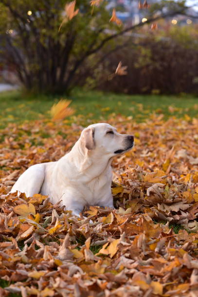 istock Labrador Retriever and Autumn Leaves 1181459809