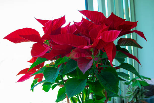 istock Window, Christmas red, potted flowers, bright colors 1181459826