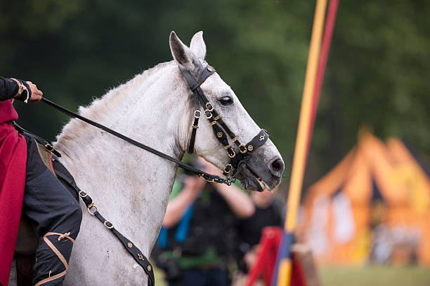 kuvapankkikuvat ja rojaltivapaat kuvat aiheesta valkoinen hevonen. värikuva - palio