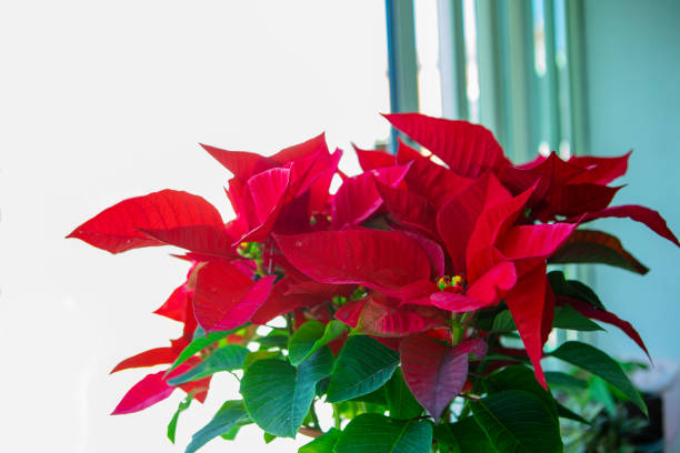 istock Window, Christmas red, potted flowers, bright colors 1181460471