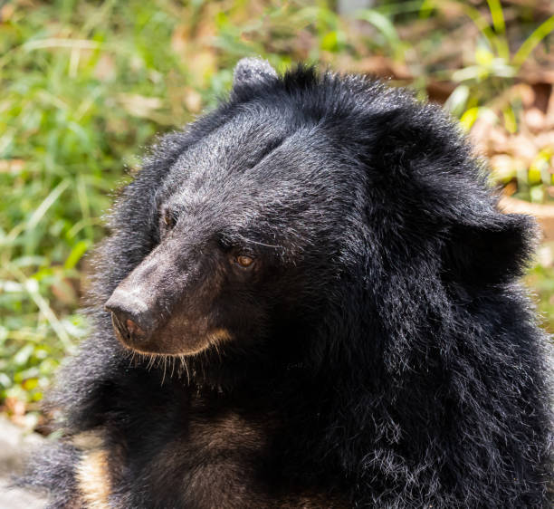 istock Close up face Asiatic black bear 1181460596