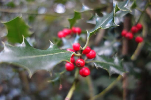 istock Red Seasonal Berries And Holly 1181461598