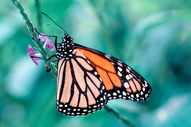 istock Beautiful butterfly sitting on flower 1181461693