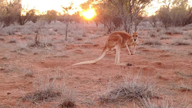 Australian Marsupial kangaroo