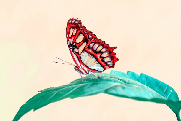 istock Beautiful butterfly sitting on flower 1181462006