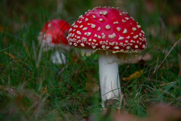 istock fly agaric or fly amanita mushroom 1181463235