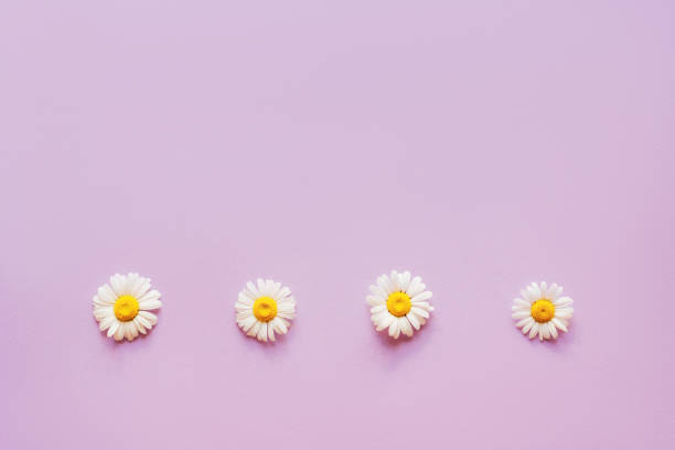 istock daisies flowers flatlay minimal 1181463257