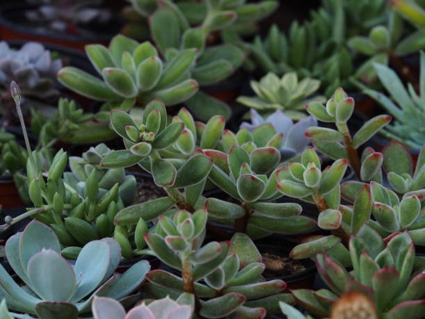 istock cactus succulents in a planter 1181464704