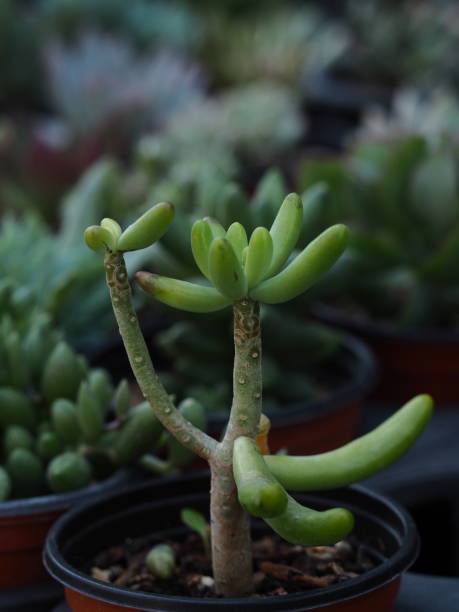 istock cactus succulents in a planter 1181464706