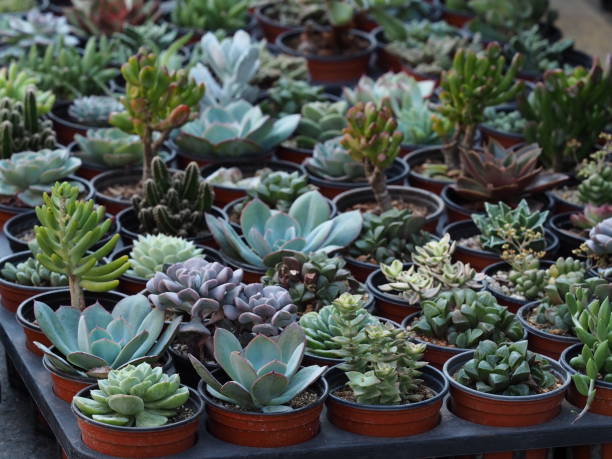 istock cactus succulents in a planter 1181464709